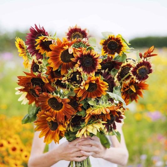 sunflower autumn beauty