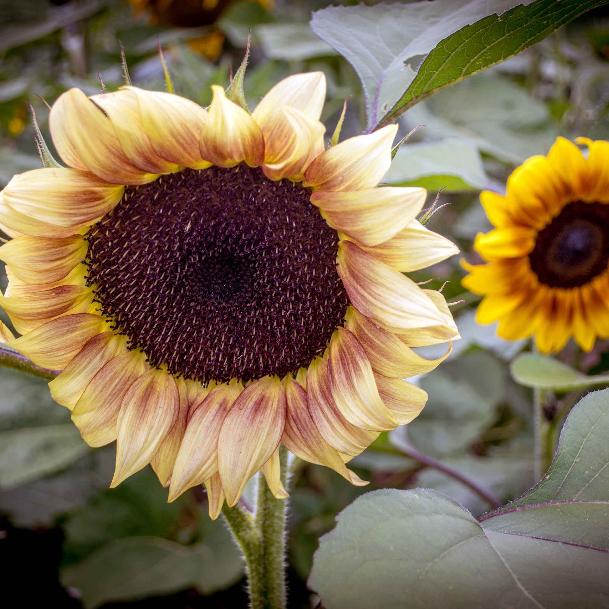 sunflower seeds bulk for planting Bulk Sunflower Seeds - Autumn Beauty