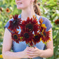A person holding a bouquet of sunflower claret f1 sunflowers in a natural setting.