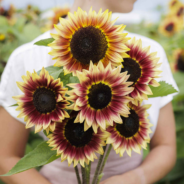 sunflower seeds planting bulk Bulk Sunflower Seeds - Desert Sun