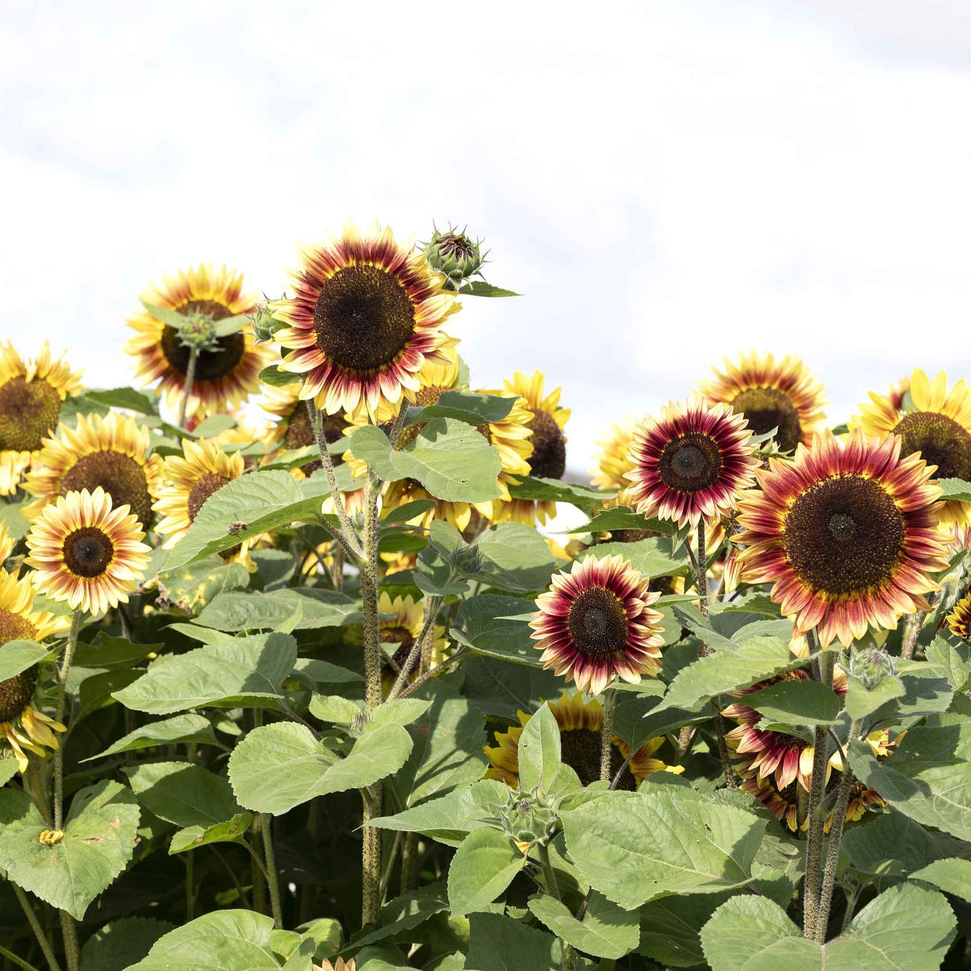sunflower seeds in bulk for planting Bulk Sunflower Seeds - Desert Sun