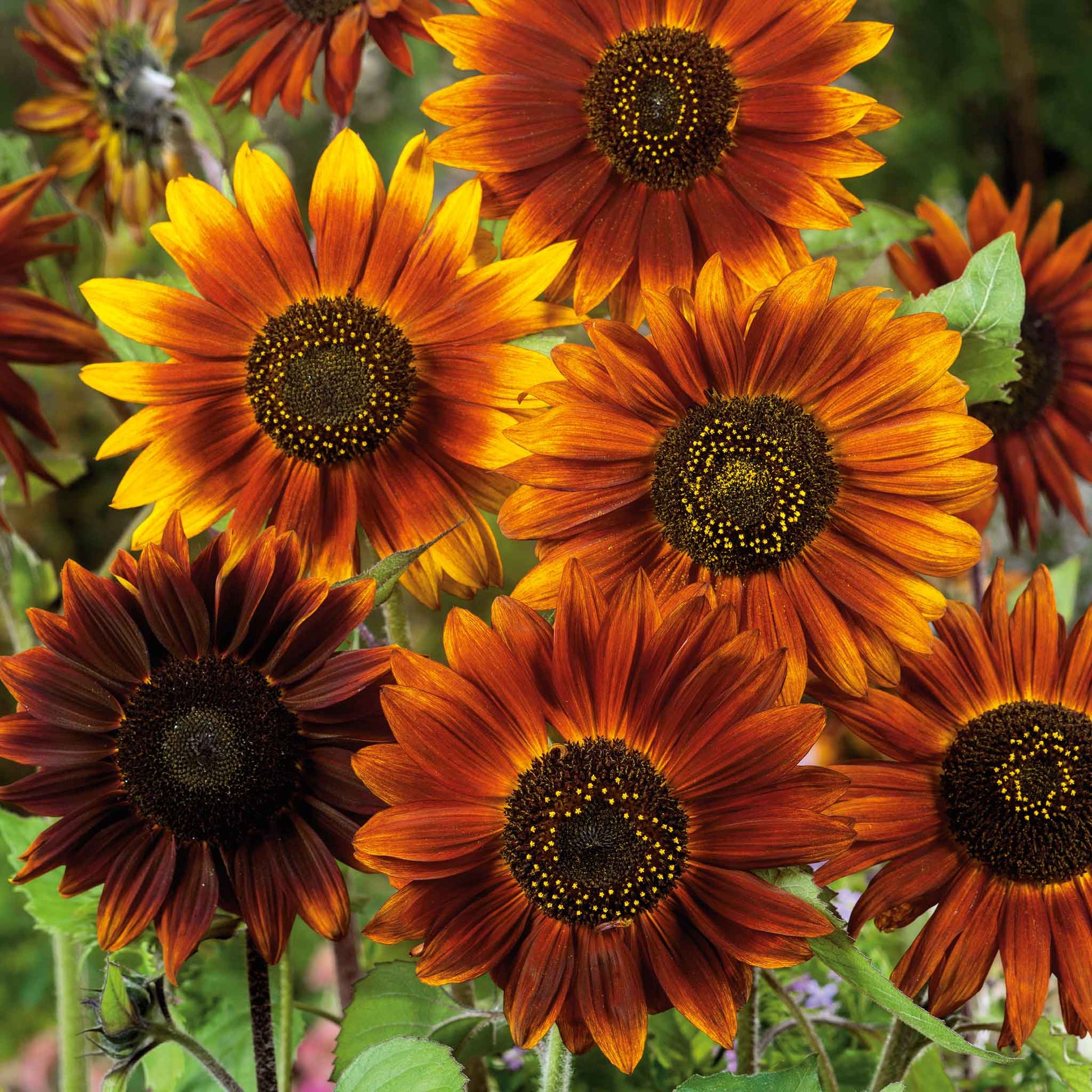 wholesale sunflower seeds for planting Bulk Sunflower Seeds - Earthwalker
