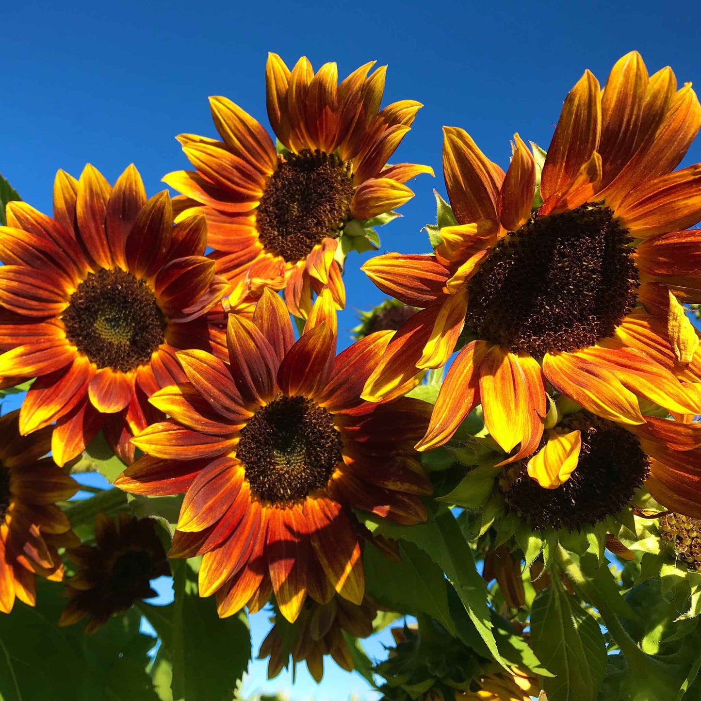buy bulk sunflower seeds for planting Bulk Sunflower Seeds - Earthwalker