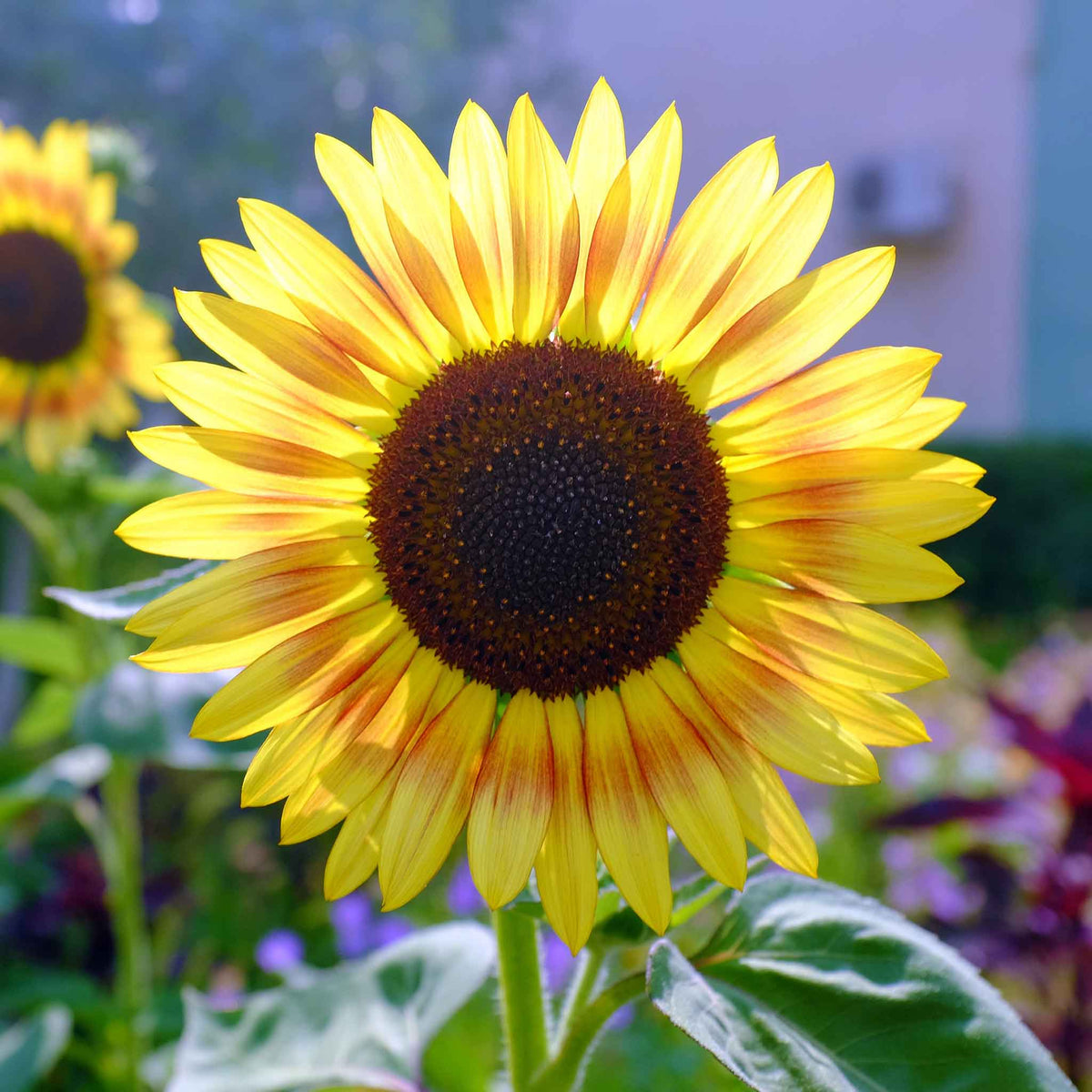 Helianthus annuus - Earthwalker Sunflower - Seeds Helianthus annuus - Earthwalker Sunflower - Seeds