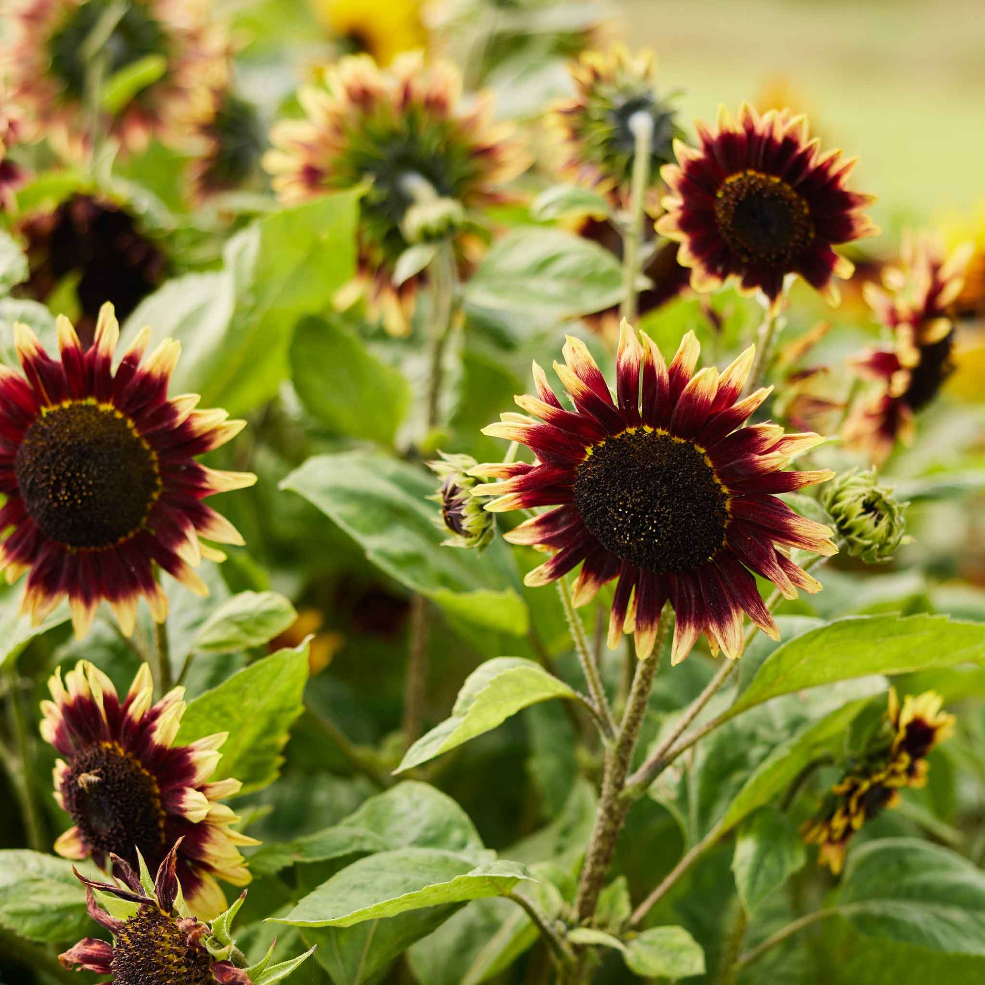 bulk sunflower seed for planting Bulk Sunflower Seeds - Floren