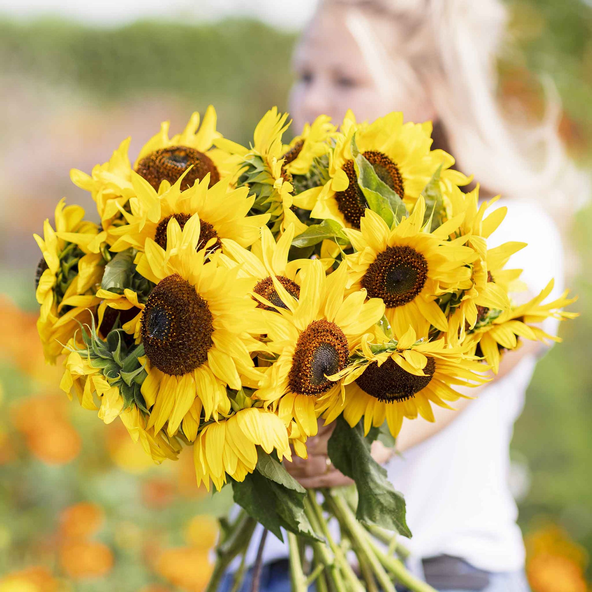 henry fields garden seeds Bulk Sunflower Seeds - Henry Wilde