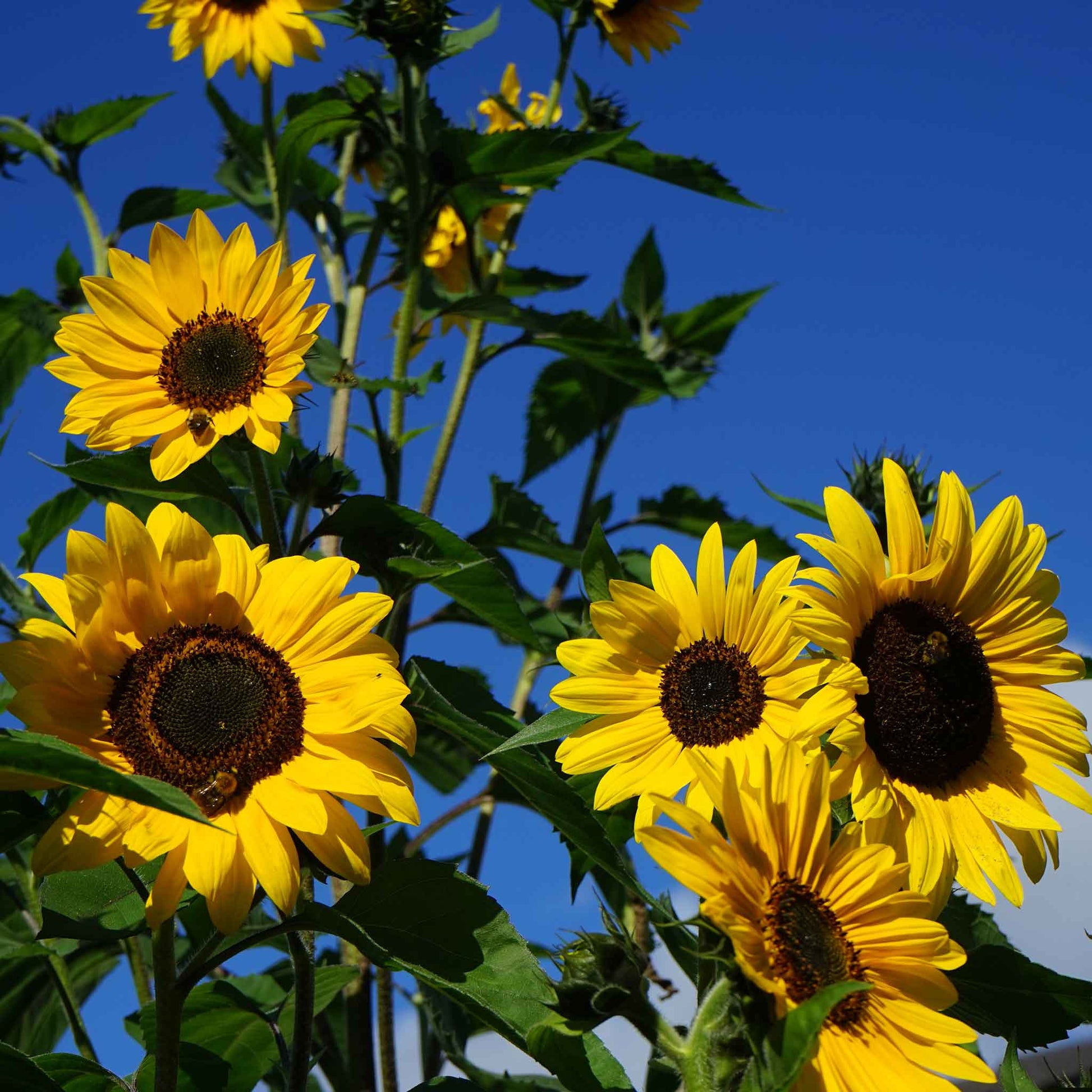 henry fields garden seeds Bulk Sunflower Seeds - Henry Wilde
