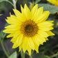 Close up of a yellow irish eyes sunflower with green leaves and blurred background.