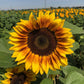 sunflower procut bicolor