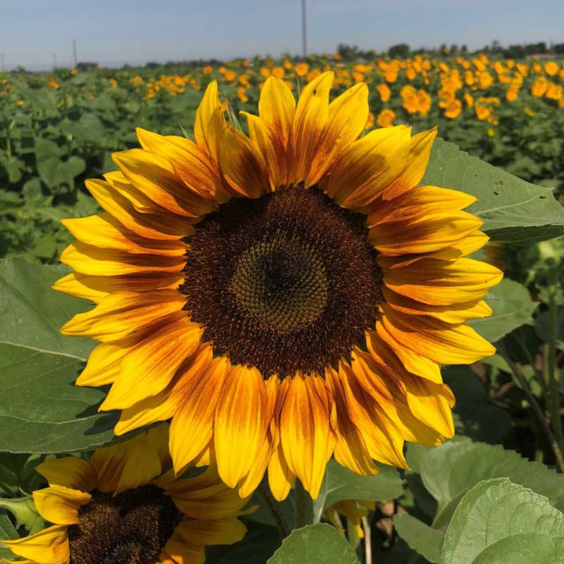 sunflower procut bicolor