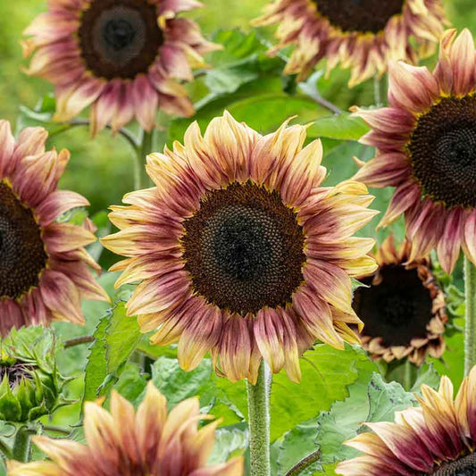 sunflower procut plum | copyright: Floramedia UK Ltd