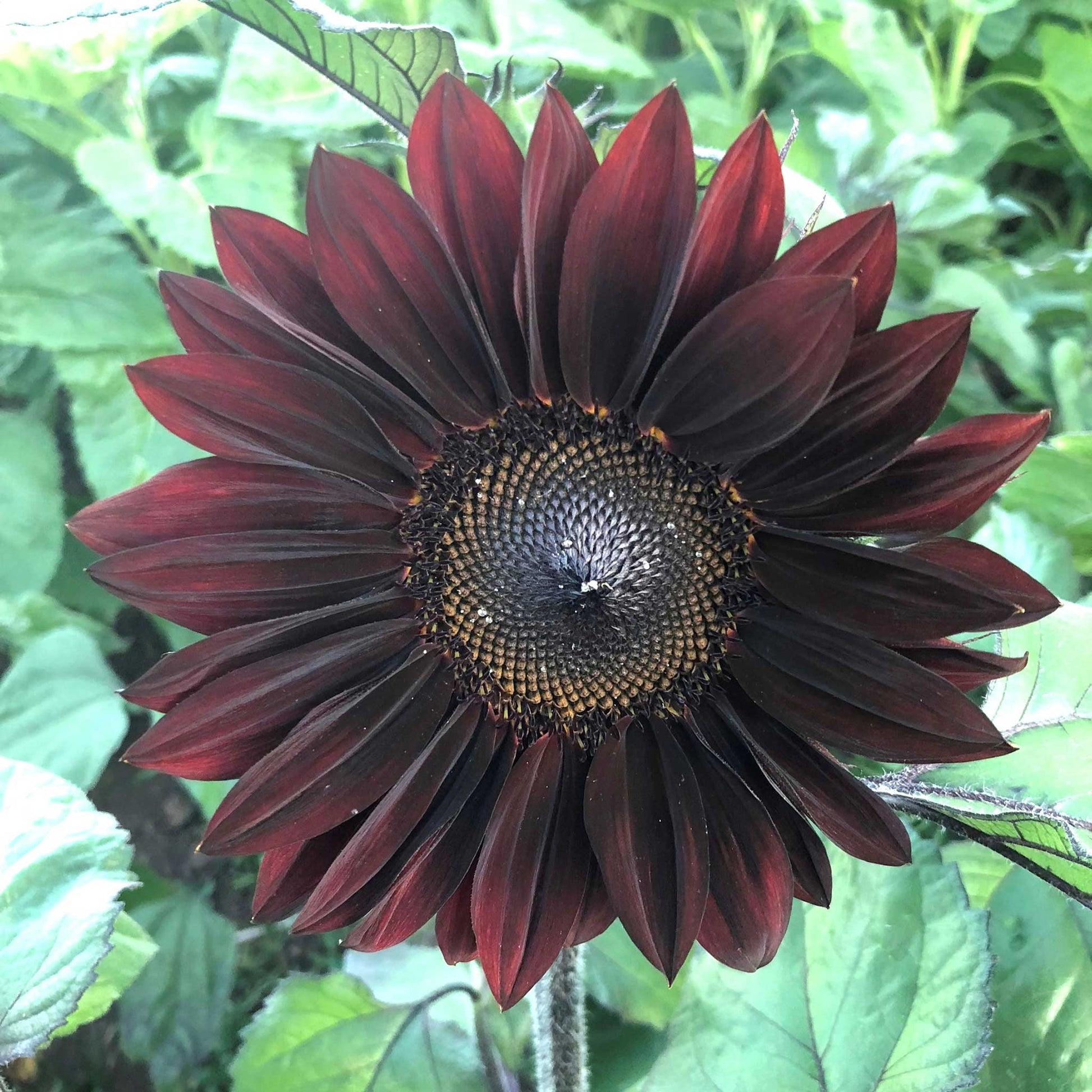 red flower with black seeds Sunflower ProCut Red | Flower Seeds in Packets & Bulk