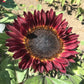 sunflower procut red