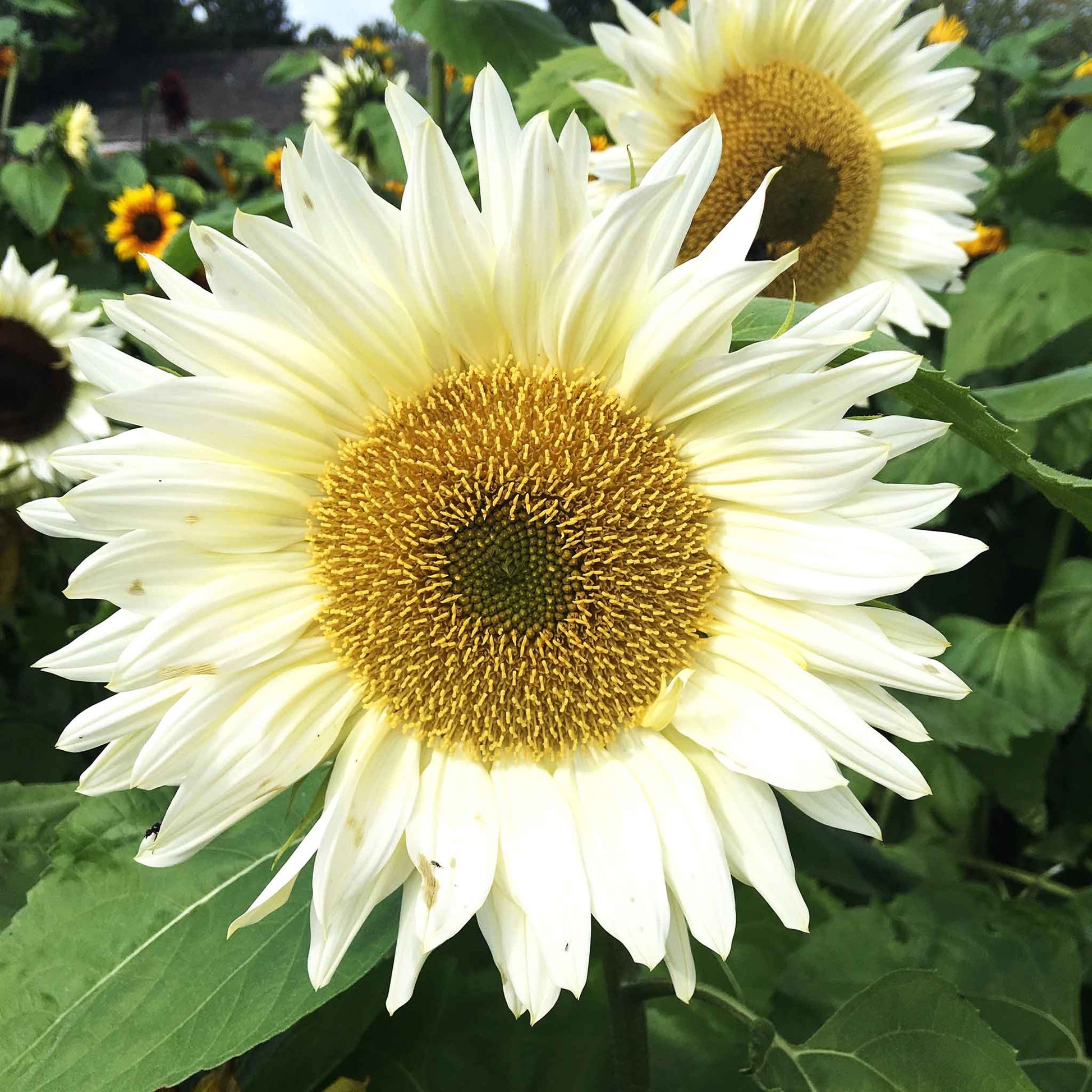 Sunflower ProCut White Lite
