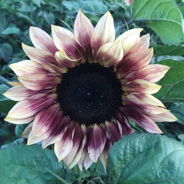 purple sunflower seeds for planting Bulk Sunflower Seeds - Ruby Eclipse