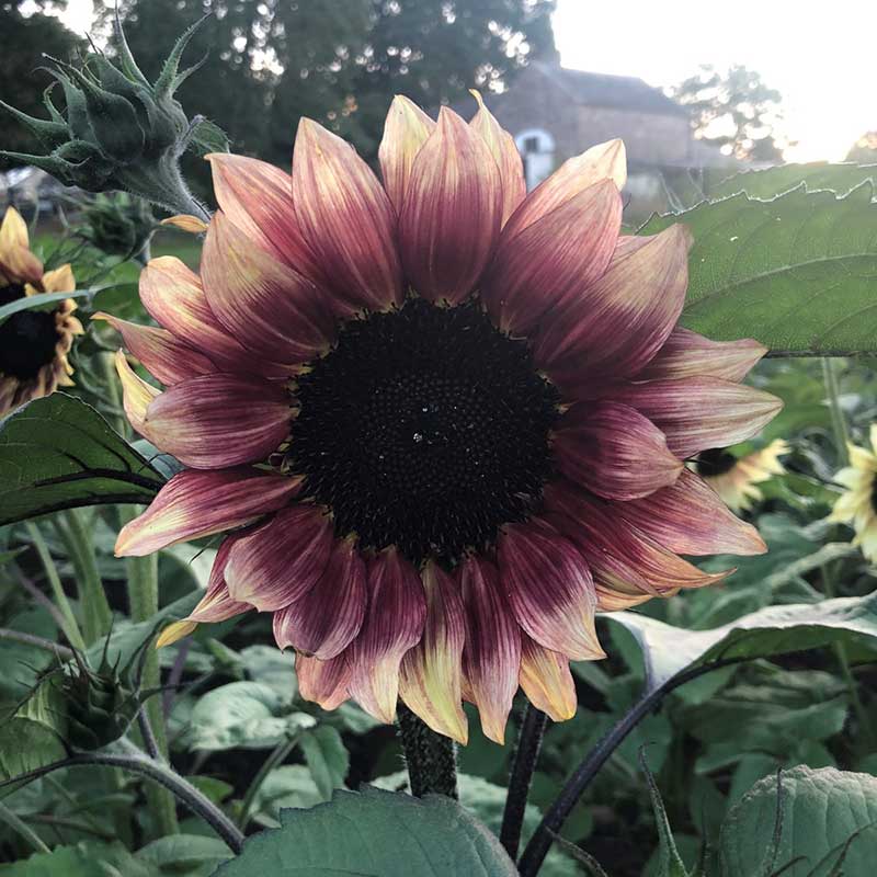 sunflower ruby eclipse