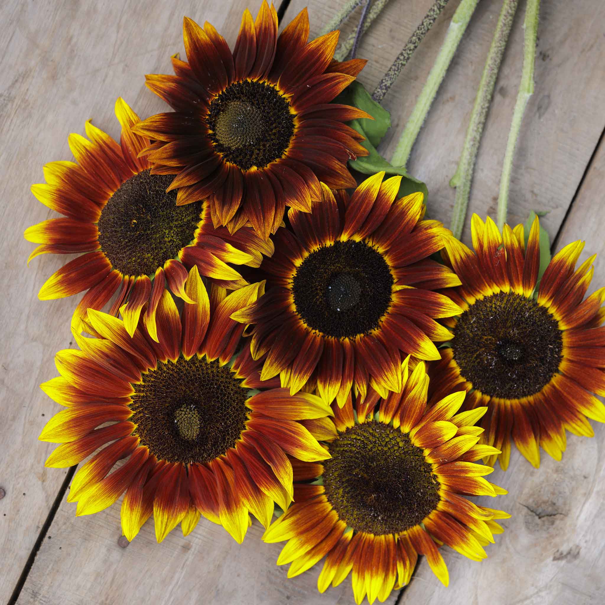 Bulk Sunflower Seeds - Ruby Eclipse | Bulk Seed Store