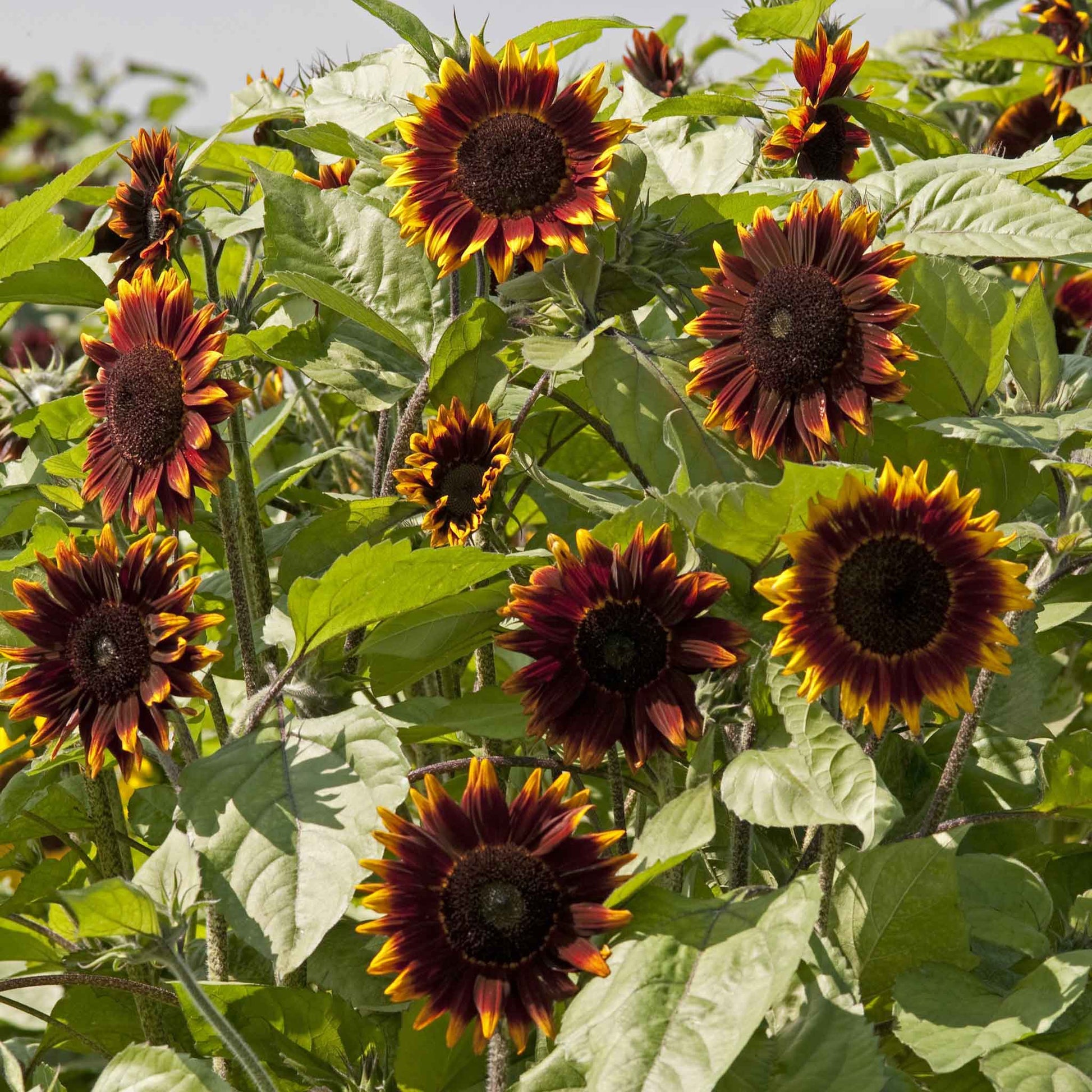 full sun flower seeds Bulk Sunflower Seeds - Ruby Eclipse