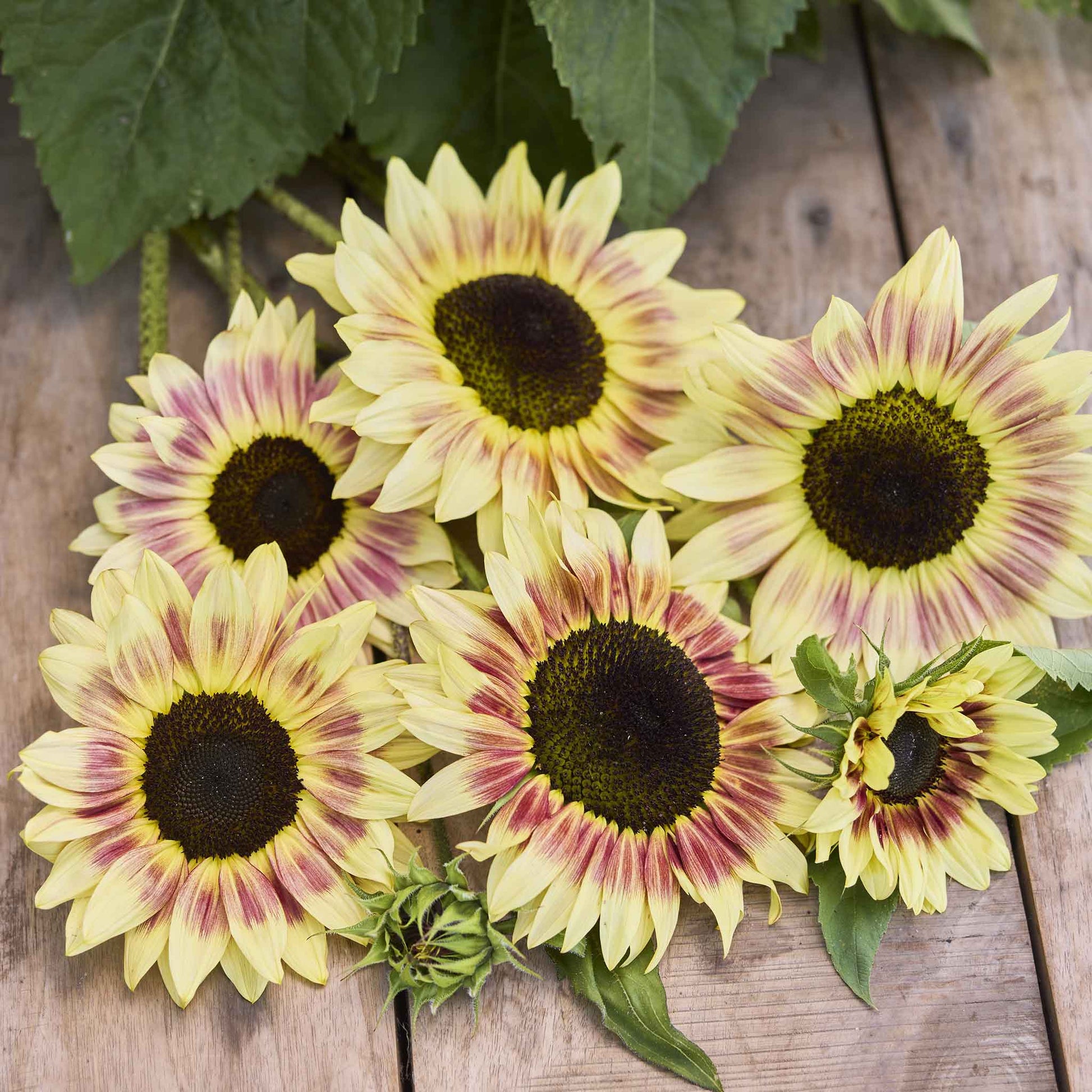 sunflower seeds to plant in bulk Bulk Sunflower Seeds - Summer Lovin F1