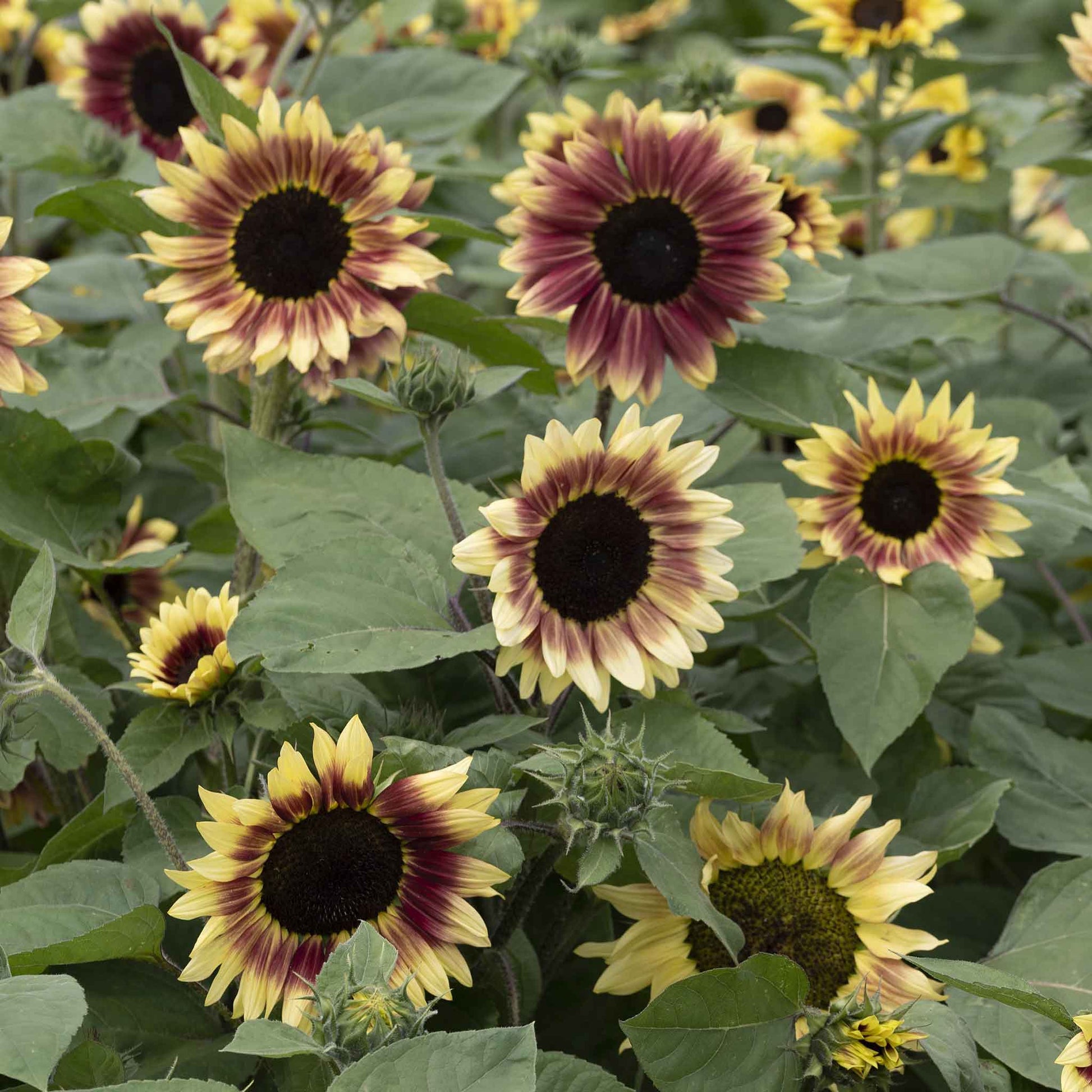 sunflower seeds planting bulk Bulk Sunflower Seeds - Summer Lovin F1