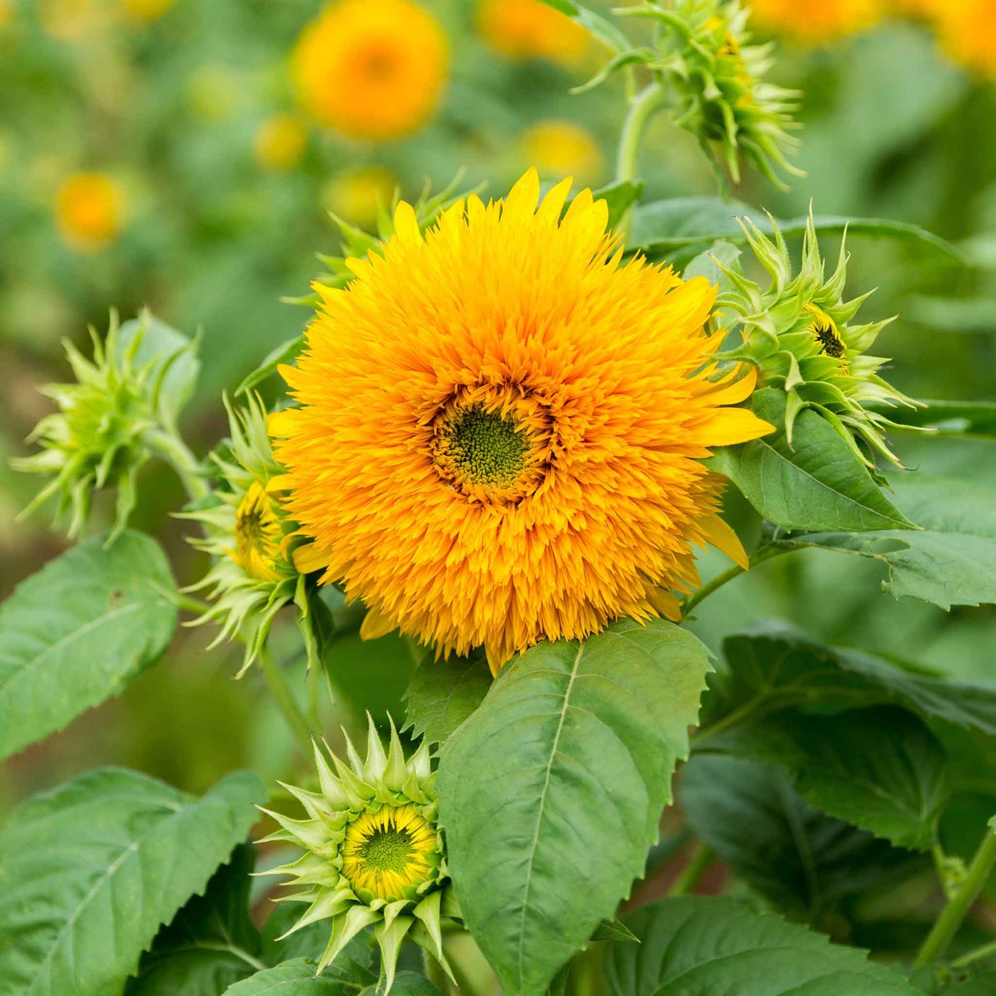 planting teddy bear sunflower seeds Bulk Sunflower Seeds