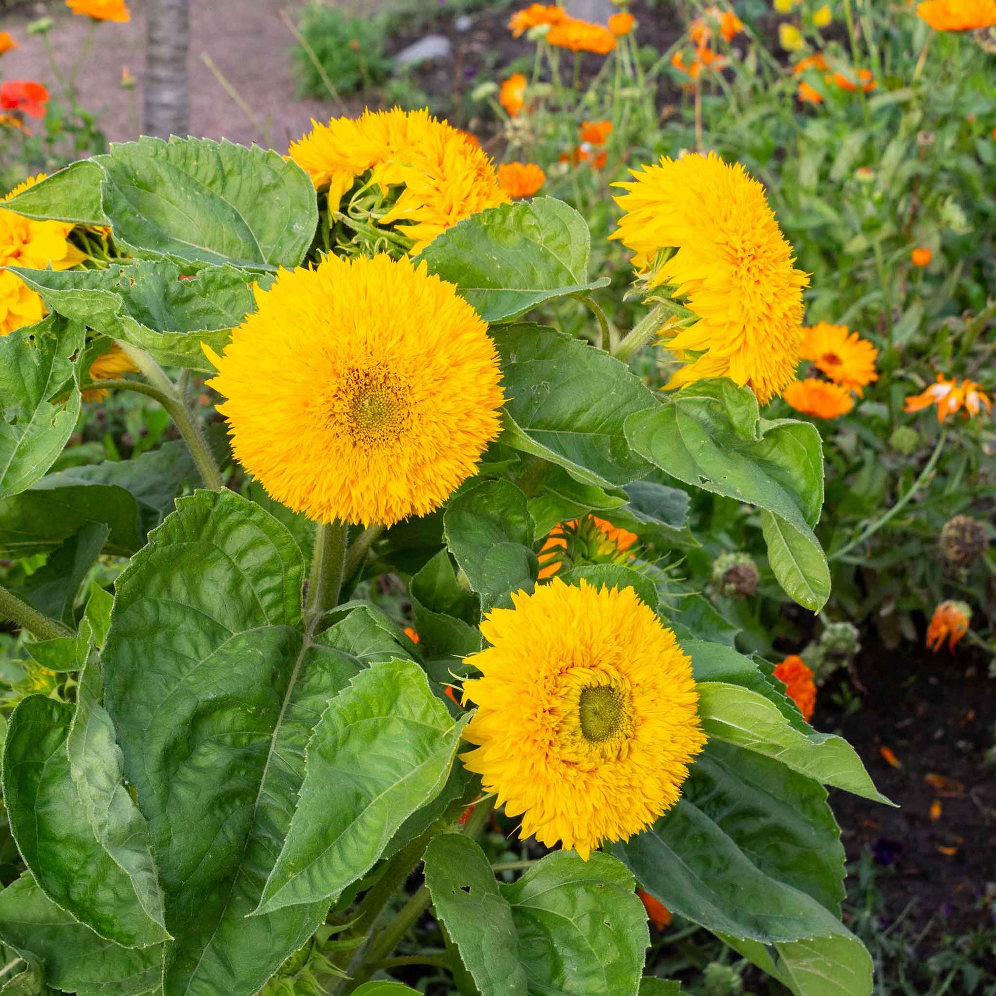 blue sunflower seeds for planting Bulk Sunflower Seeds - Tall Teddy Bear