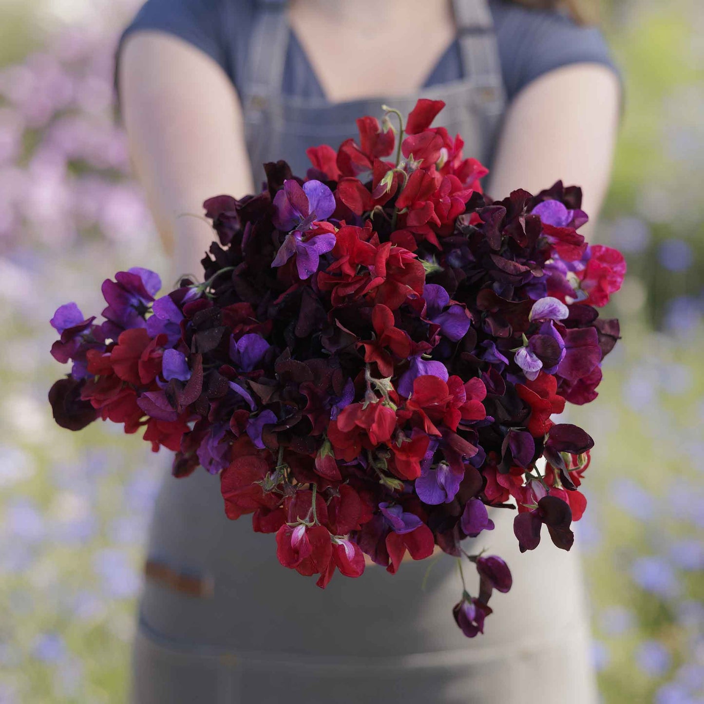 Person holding a bouquet of red and purple sweet pea flowers with a blurred natural background