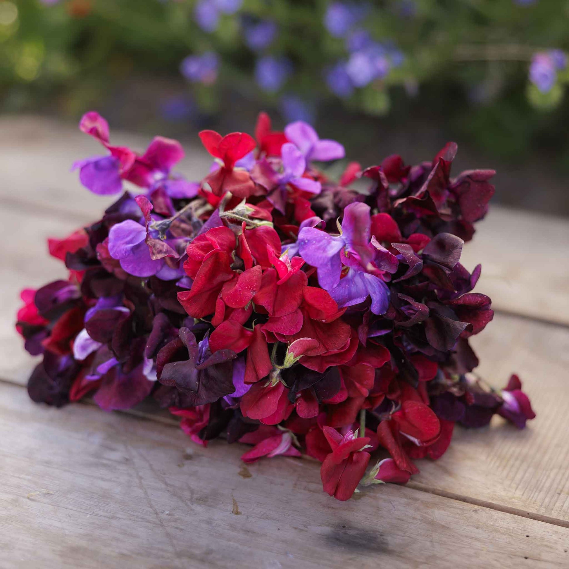 Bouquet of red and purple sweet pea flowers on a wooden surface with blurred greenery in the background