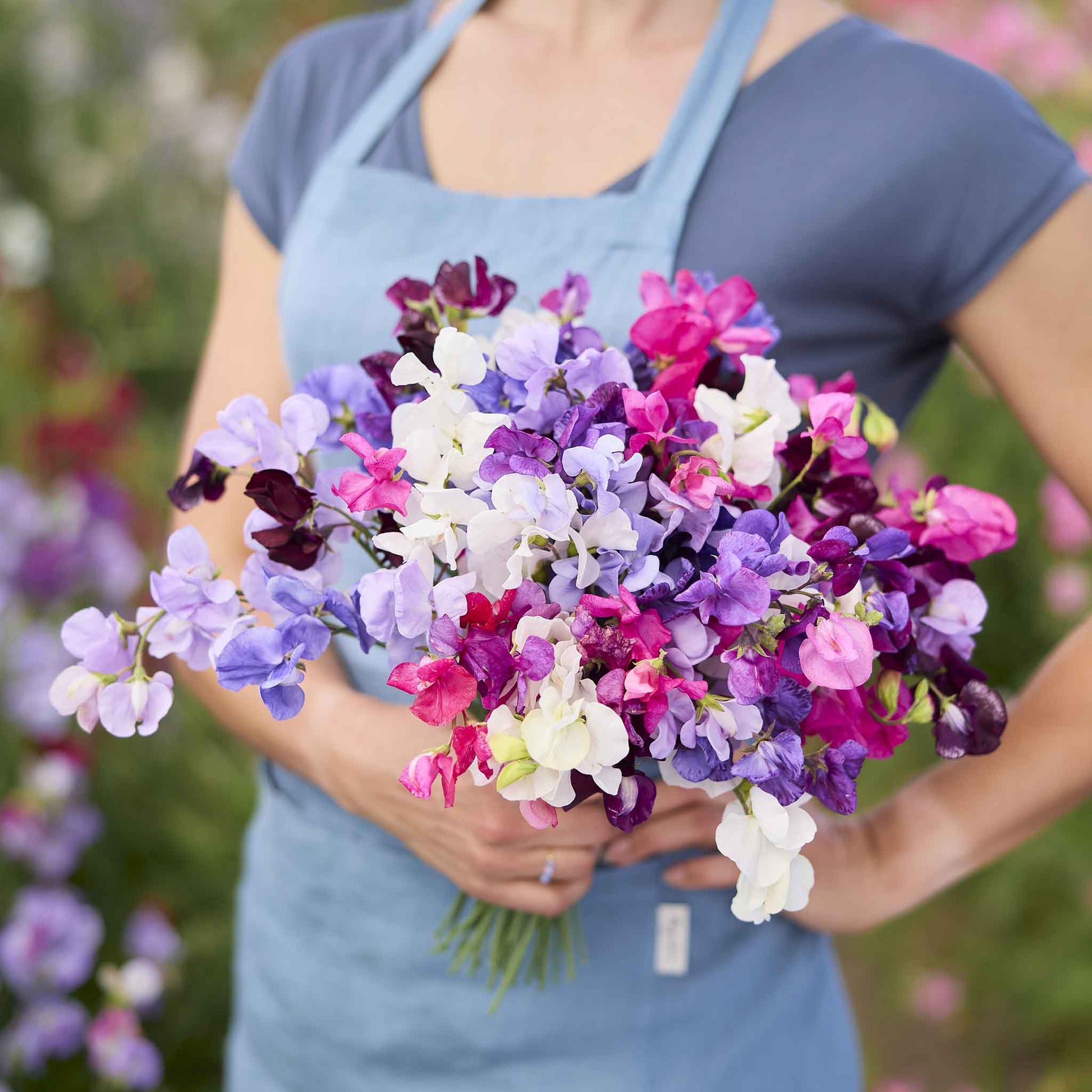 sweet pea flower seeds for sale Bulk Sweet Pea Seeds - Royal Mix