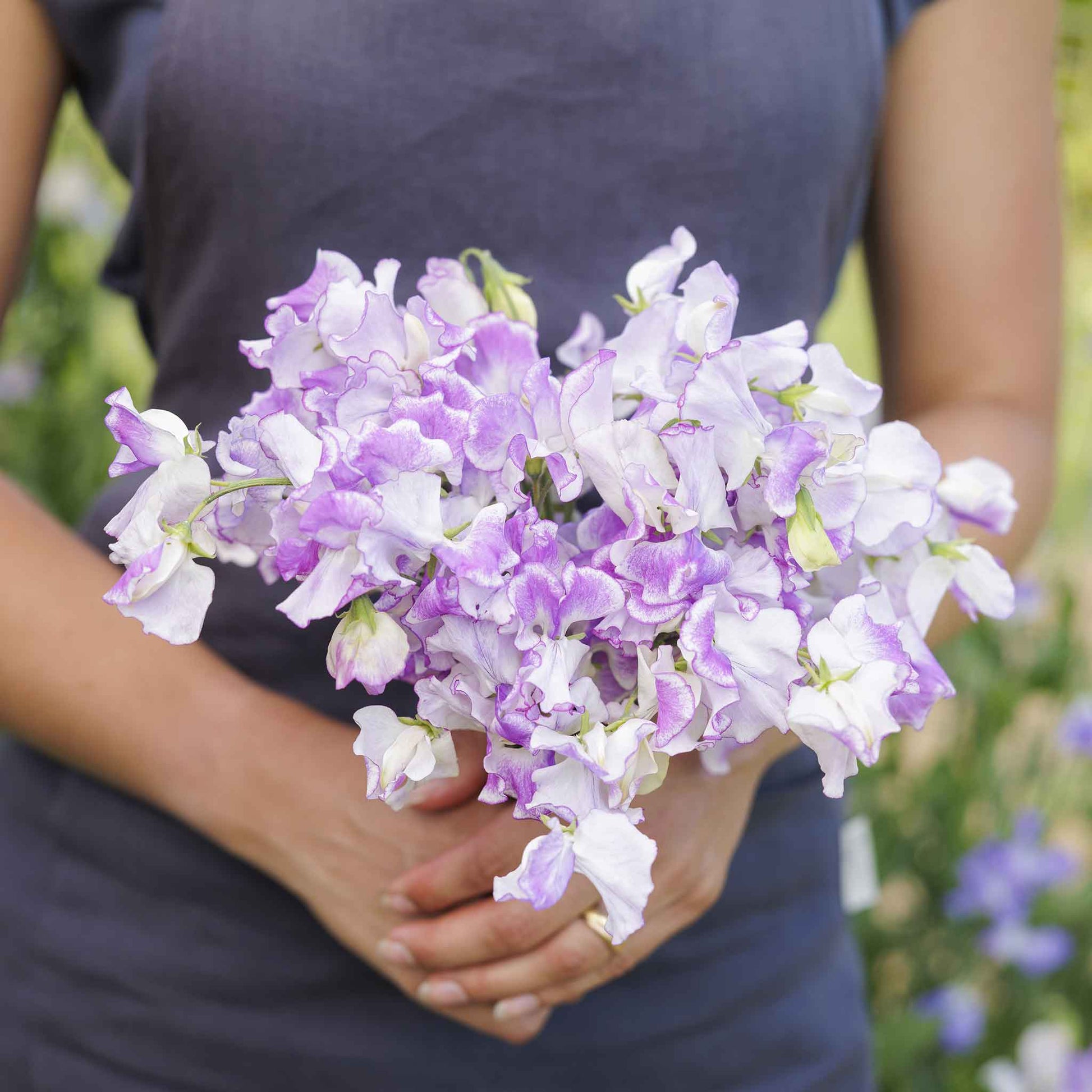 sweet pea spencer pulsar