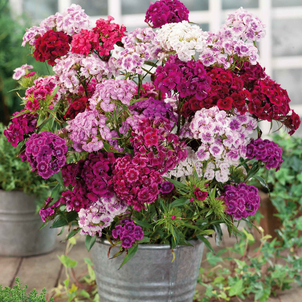 Bulk Sweet William Seeds - Herald of Spring Mix | Bulk Seed Store