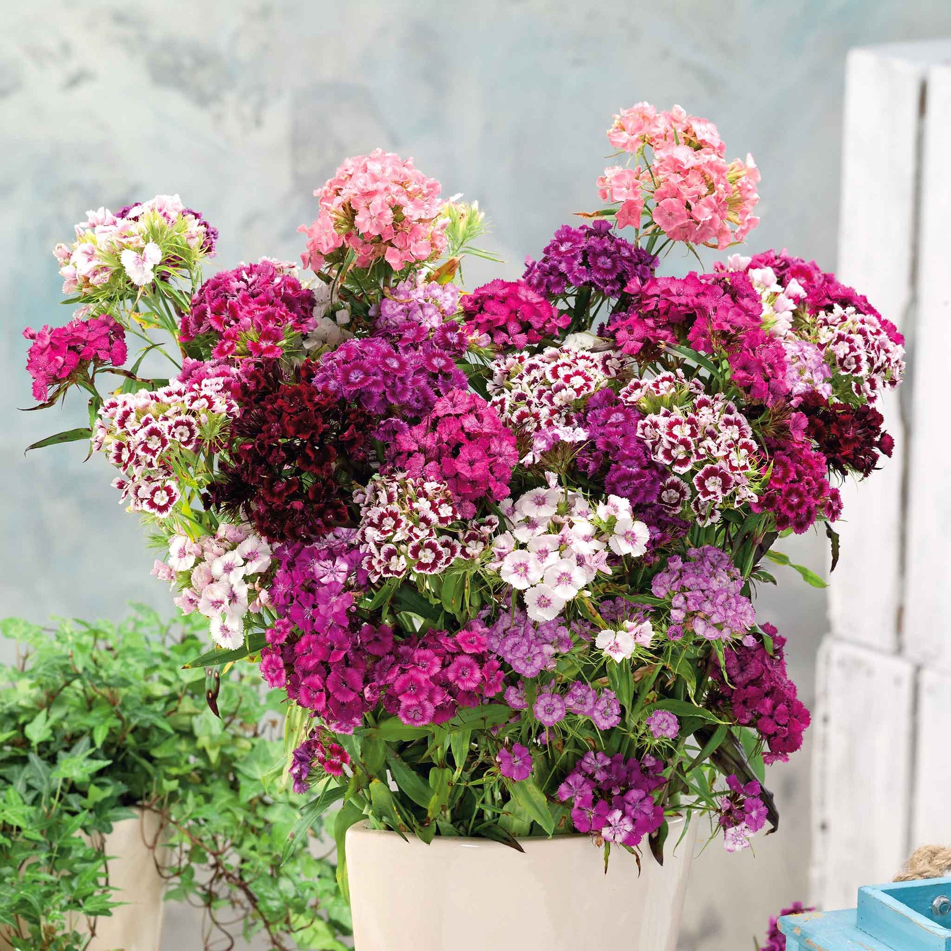 dianthus plant seeds Bulk Sweet William Seeds - Tall Double Mix
