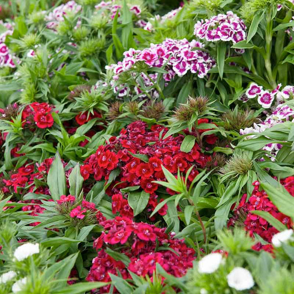 Bulk Sweet William Seeds - Tall Single Mix | Bulk Seed Store