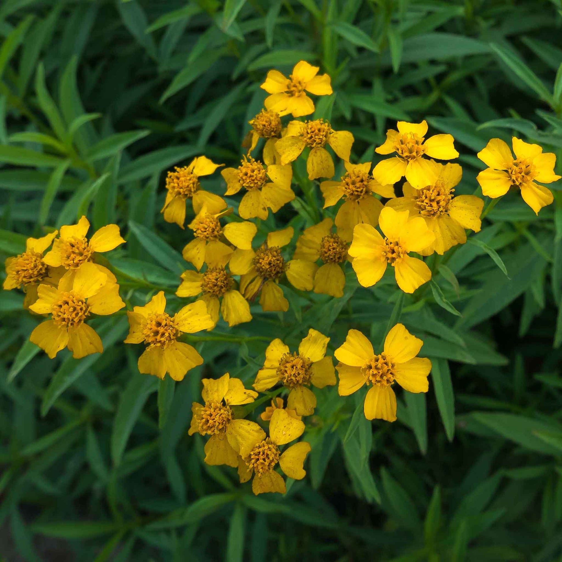 tarragon seeds for planting Bulk Tarragon Seeds - Mexican