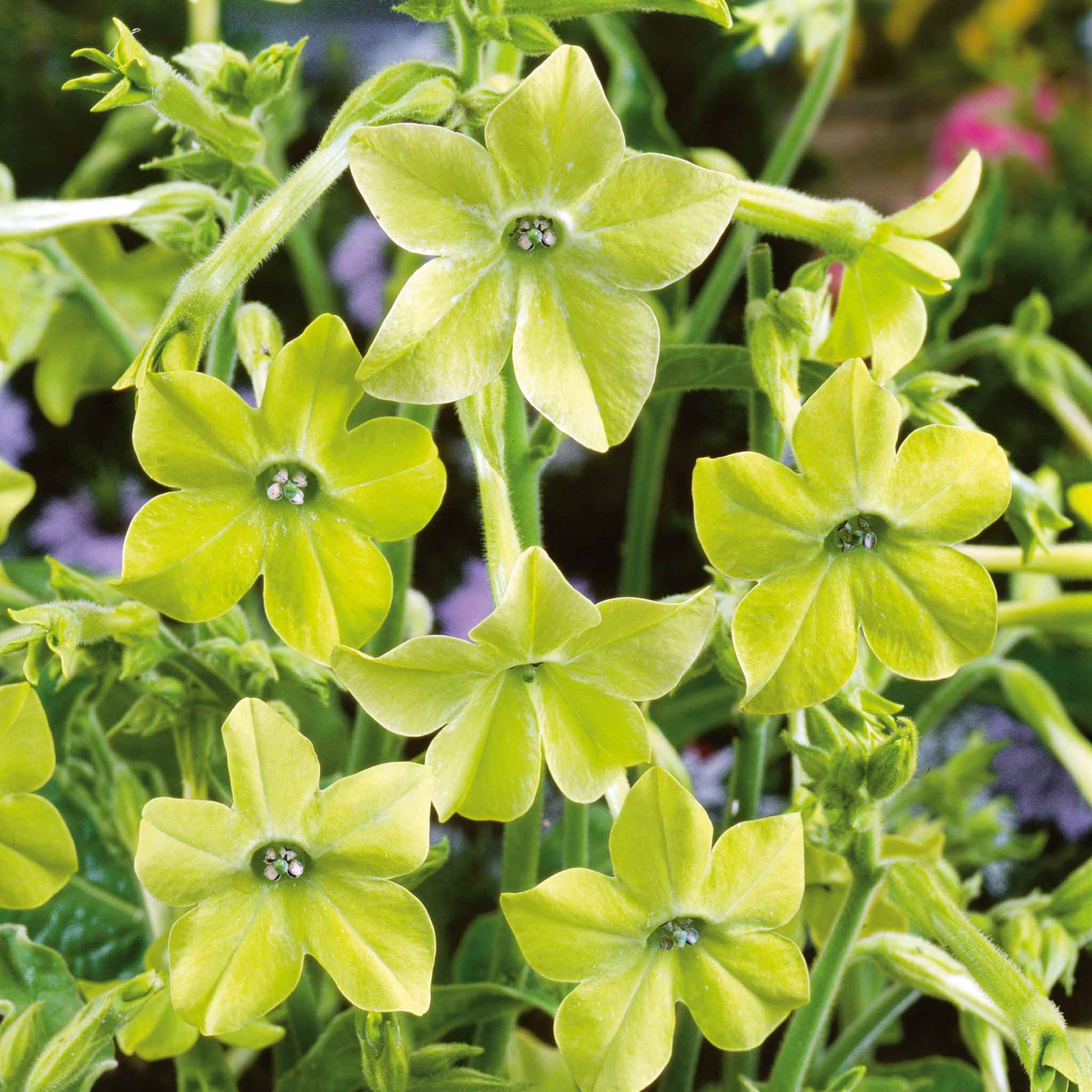 tobacco seeds free GOLDEN BURLEY *FREE Shipping* Fresh & Organic Nicotiana Tabacum, Burley, Kentucky Tobacco, Virginia Tobacco - Plant Seeds Bulk Plants prefer full sun but can also be grown in partial shade Tobacco Seeds - Kentucky 17
