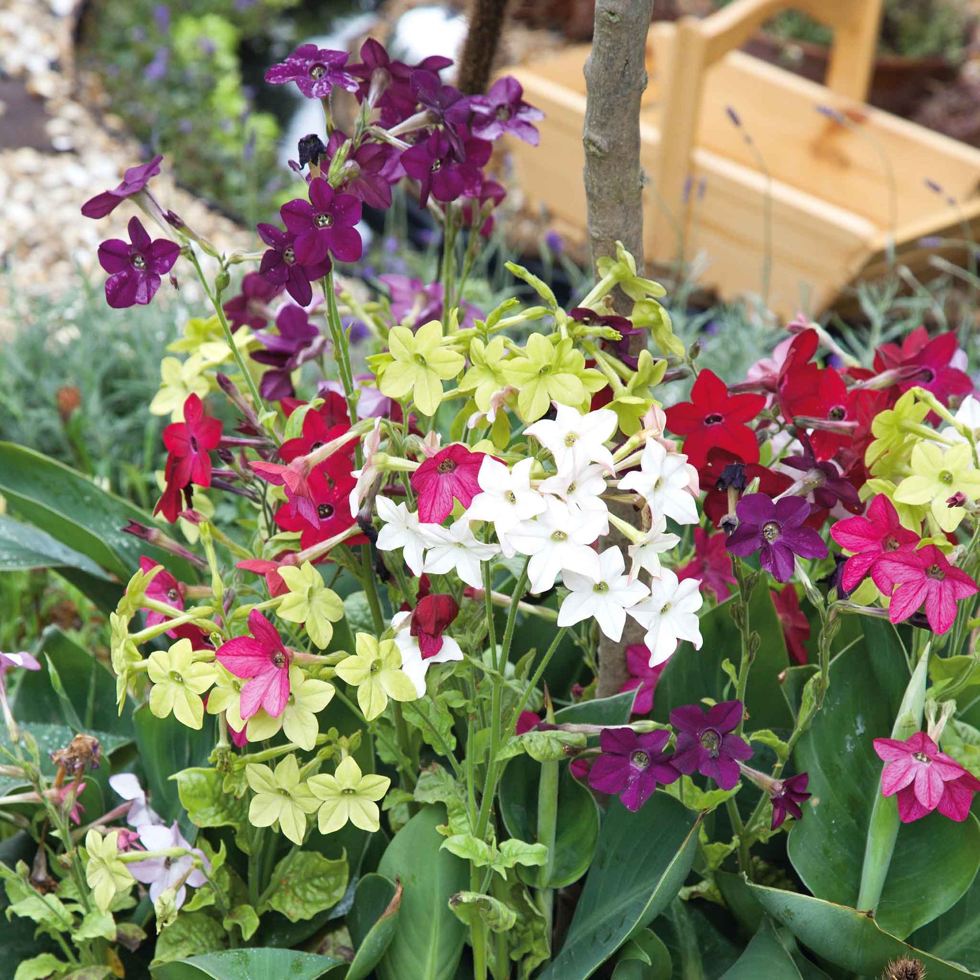 pipe tobacco cabinet Antique Victorian Oak Smoking Pipe Cabinet/Humidor, Circa 1880 – BLOOMSBURY FINE ART & ANTIQUES pipe tobacco cabinet Antique Victorian Oak Smoking Pipe Cabinet/Humidor, Circa 1880 – BLOOMSBURY FINE ART & ANTIQUES