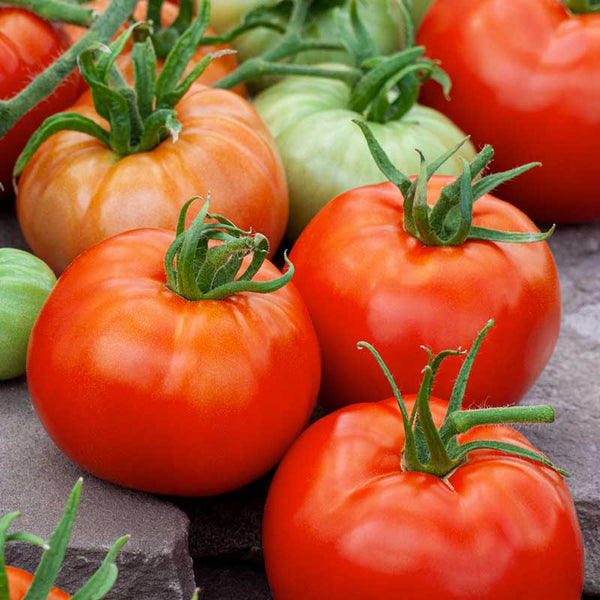 Bulk Tomato Seeds - Ace 55 | Bulk Seed Store