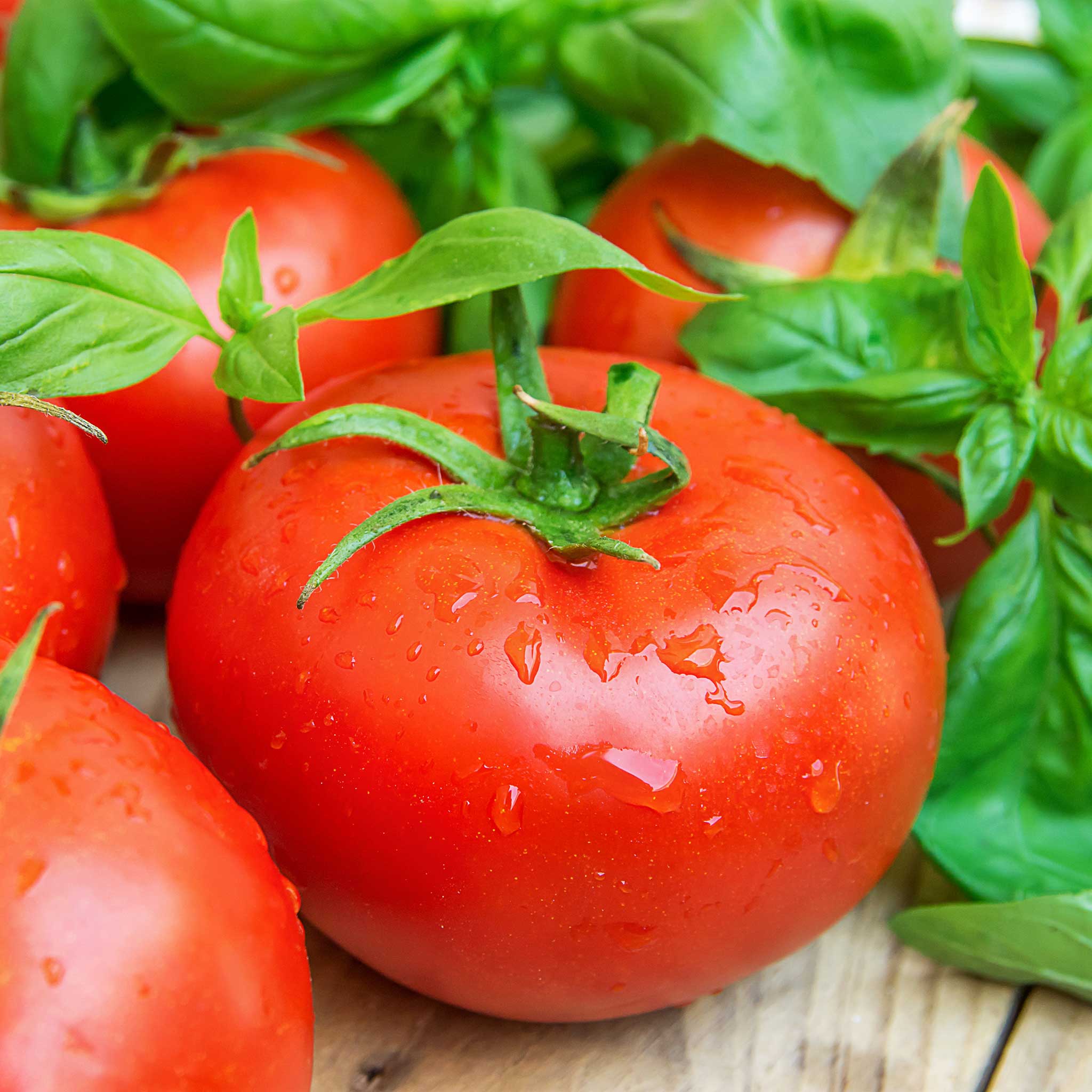 Bulk Tomato Seeds - Ace 55 | Bulk Seed Store