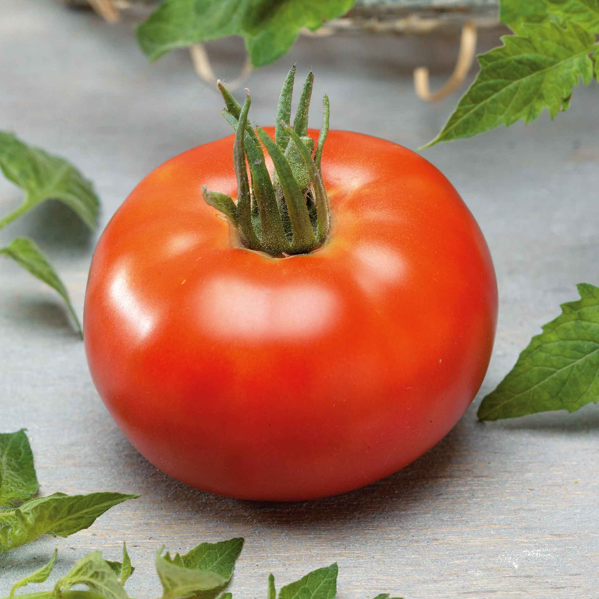 little johnny buys and plants tomato seeds Tomato Seeds - Better Boy | Vegetable Seeds in Packets & Bulk