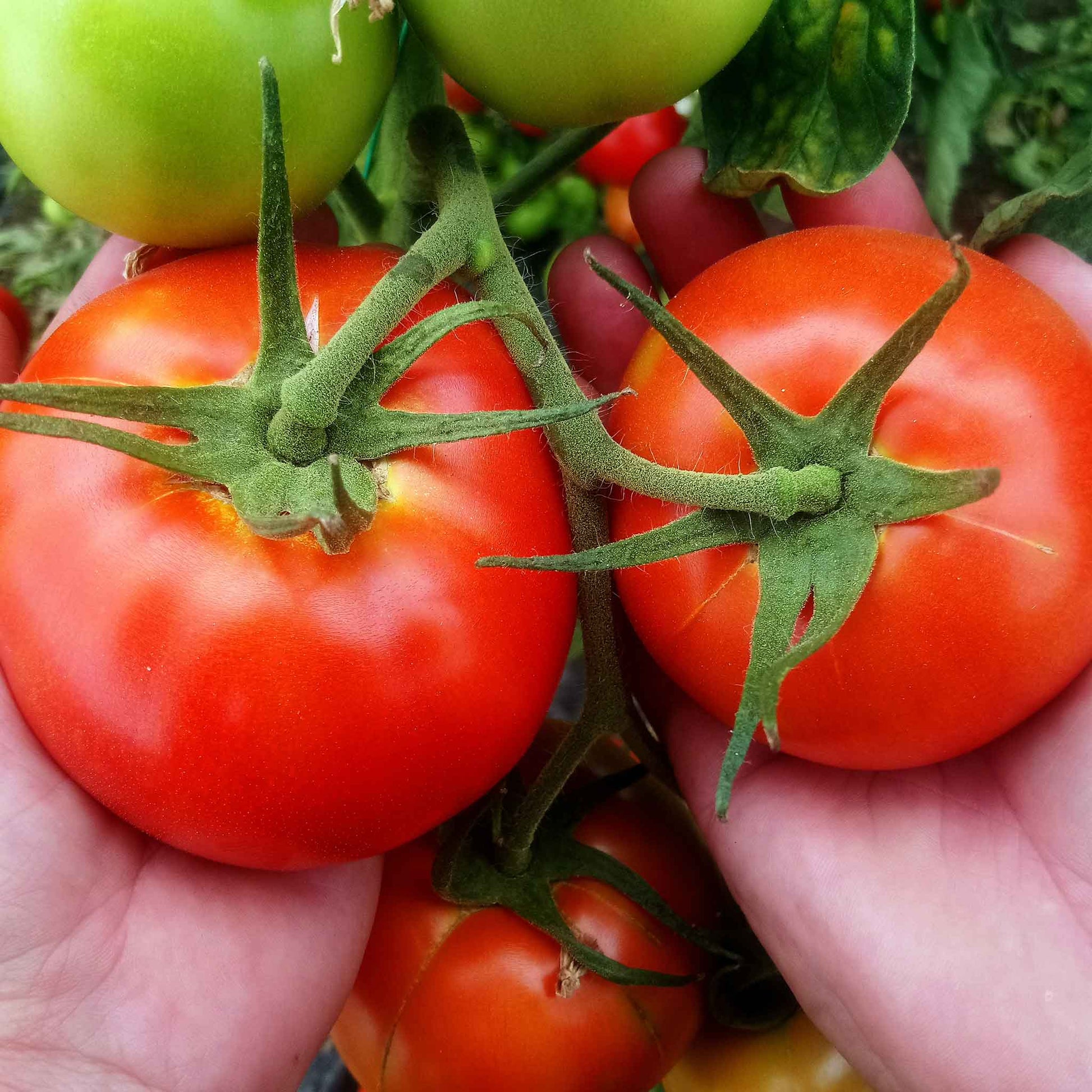 best tomato seeds to plant Bulk Tomato Seeds - Bonny Best