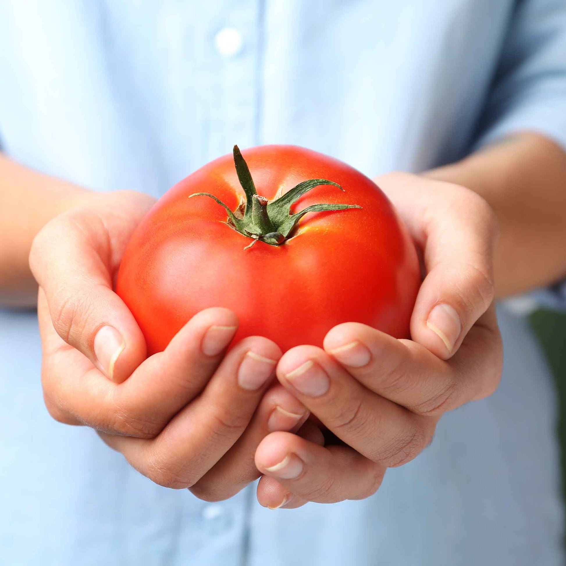 burpee strawberry seeds Bulk Tomato Seeds - Burpee's Big Boy