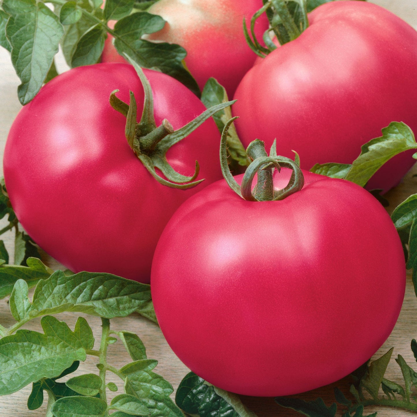 tomato chefs choice pink f1