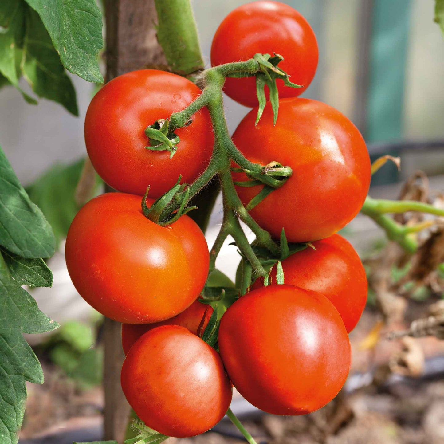 how to grow money maker tomato plants Bulk Tomato Seeds