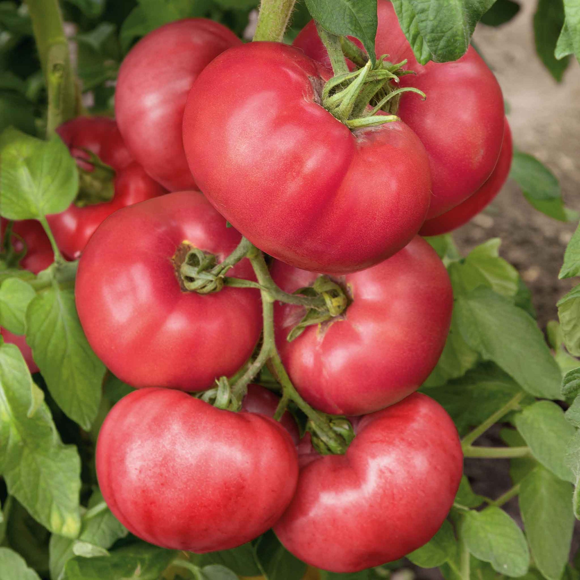 rosada tomato seeds for sale Bulk Tomato Seeds (Organic) - Brandywine Pink