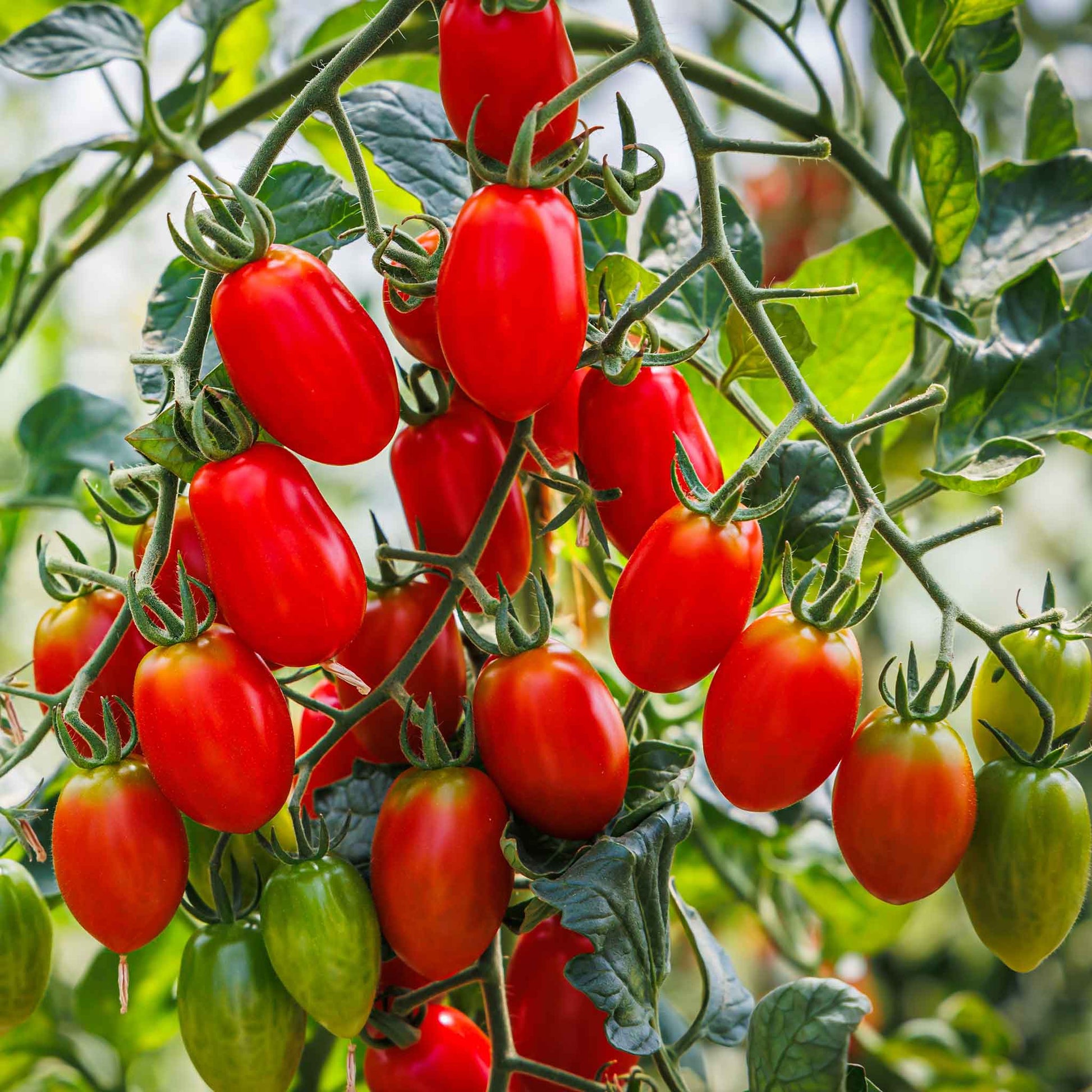 planting roma tomato seeds Bulk Tomato Seeds