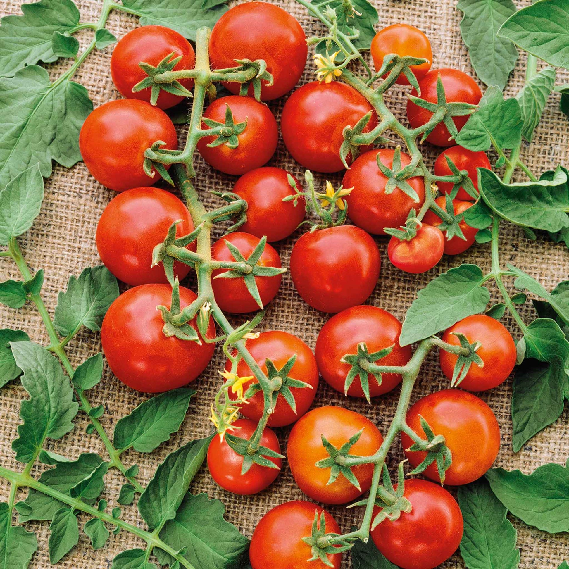 Bulk Tomato Seeds