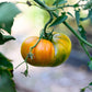 A close-up shot of a single Striped German tomato, showcasing its unique red and yellow stripes.
