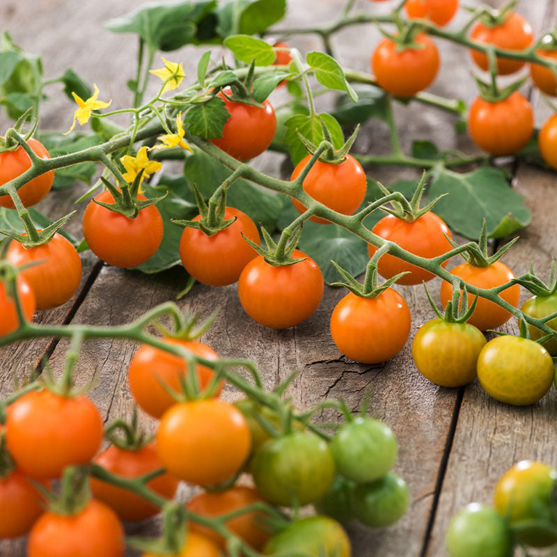 Bulk Seed Store Sungold Tomato Seeds - Thumbnail 2