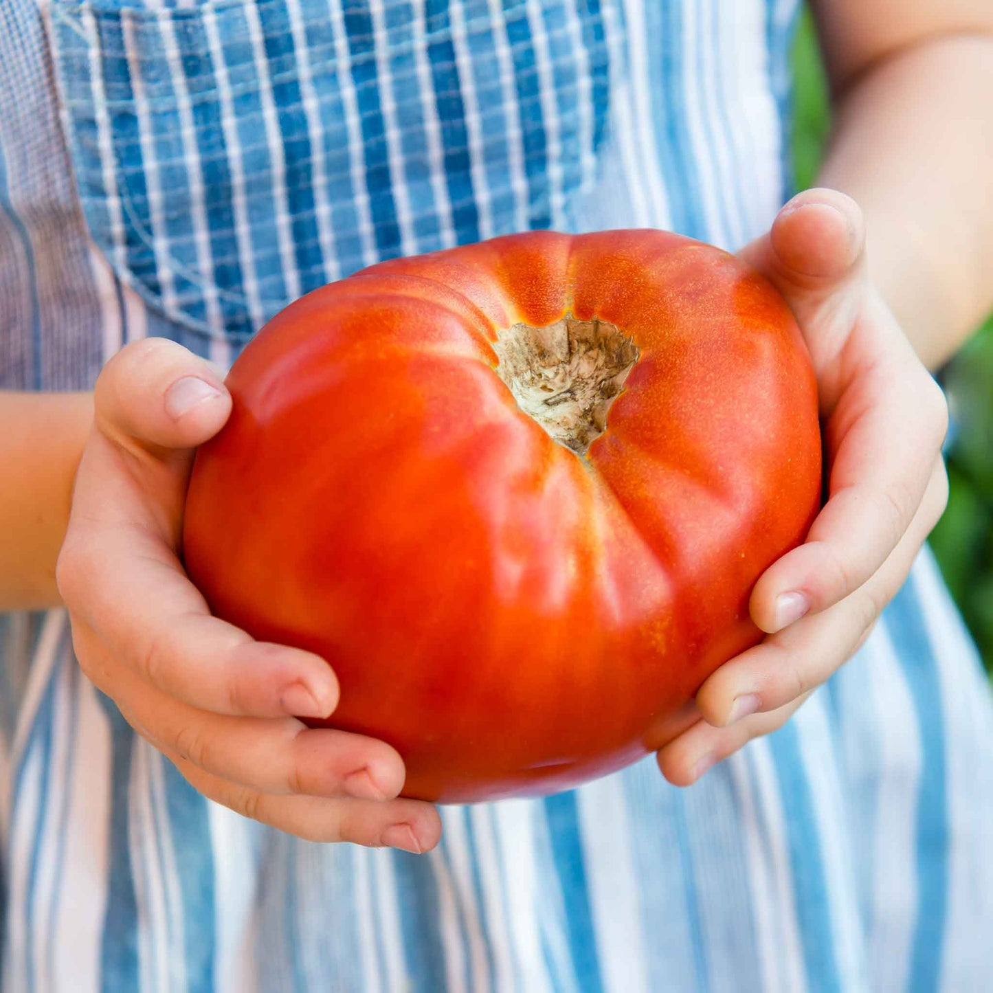 crossbreed tomato and tobacco A purchasable single plant that can grow tomatoes and potatoes aptly named 'Ketchup 'n' Fries' : r/interestingasfuck Best Boy produces big red tomatoes 8 Tomato Tough Boy Fight -