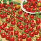 tomato supersweet 100